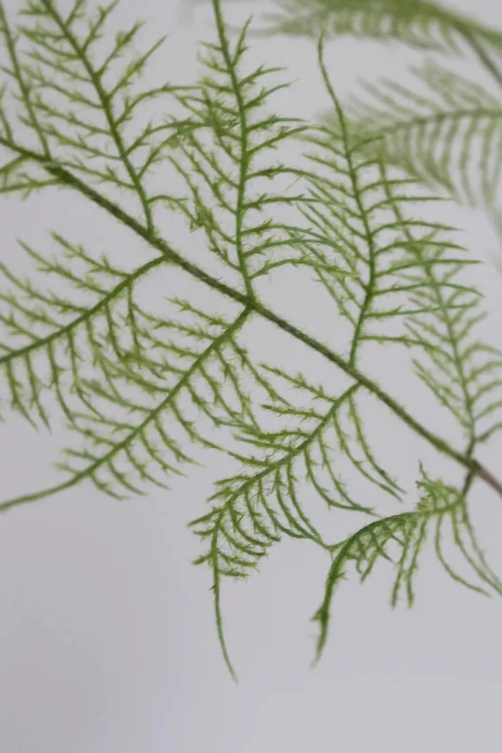 Artificial Fern Plant 02-110